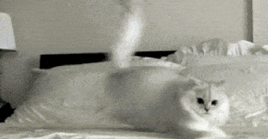 猫咪拉完屎之后！网友看完表示：是我家猫咪没错了