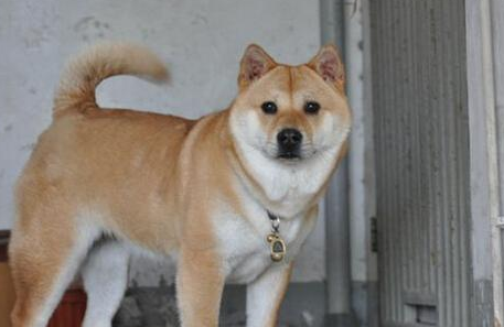 李女士花8000块买了一只柴犬，养了三年之后才发现是田园犬