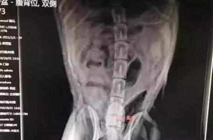 哈士奇拆家遭主人暴打！带去医院拍片后却被医生谴责，不配养狗！ 