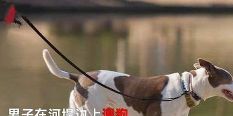 广东一男子在江堤边遛狗，不幸被狗拽入江水中，现仍在搜寻中