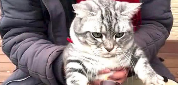 狸花猫到嘴的食物却被狗子截胡，一脸生无可恋的表情笑喷众人