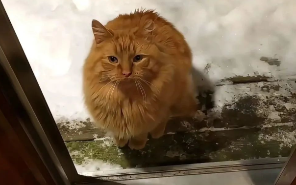 零下30°的夜晚，流浪猫饥寒交迫的去人类家庭讨要食物