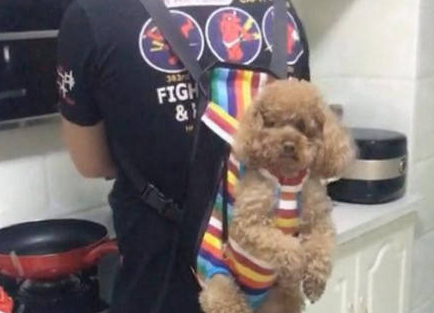 男子实力宠爱狗狗，引得邻居纷纷侧目，网友看了争议不断 