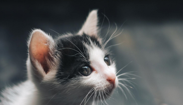 外卖员送餐后结束了流浪猫的生命，发人省醒，流浪猫做错了什么？