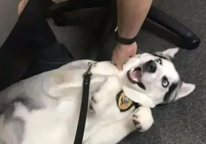 哈士奇当上警犬，可知道原因后，网友全笑疯了：居然是凭二上位的