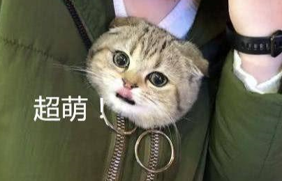 女子胸前有个猫咪图案，走近一看被萌化：原来是真猫啊