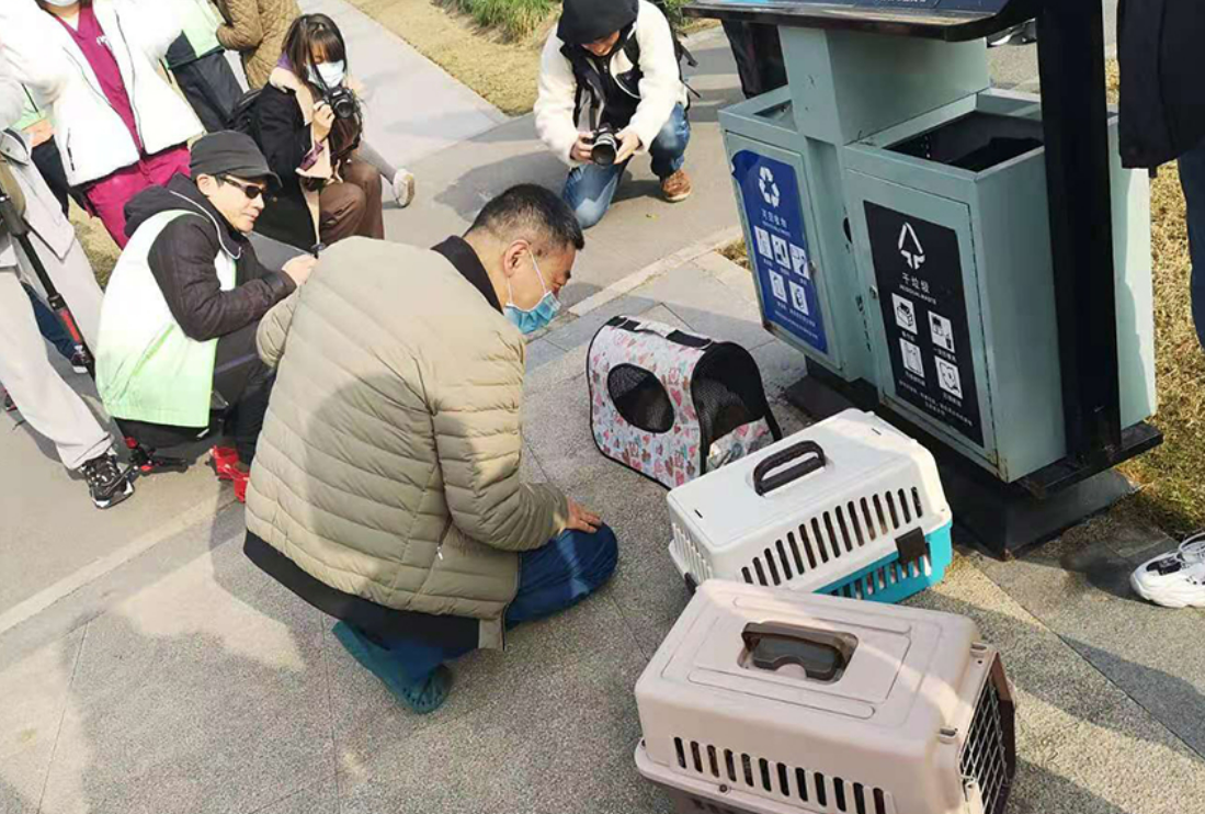 上海首辆流浪猫移动绝育手术车进社区，4只流浪公猫完成手术