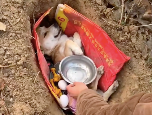 黄狗因病去世了，主人挖个坑埋了起来，还让同伴披麻戴孝送别它！