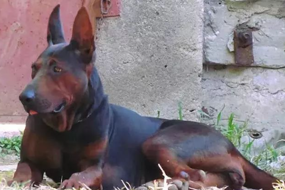 上世纪叱咤风云的“莱州红”重见天日！昔日的犬界“金刚”如今……