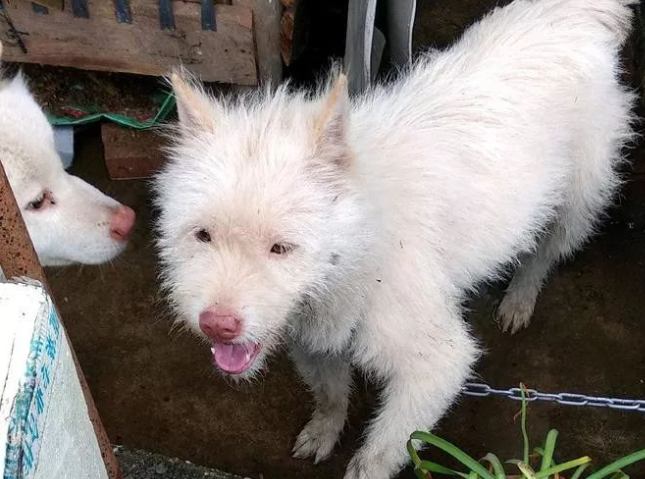 下司犬夹断半截后腿后，被主人嫌弃，狗肉价卖给了贩子