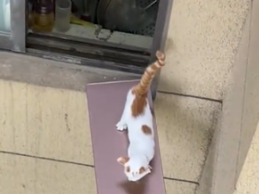 江苏一小区疫情期主人不在家，猫连叫数天，邻居搭“独木桥”救下