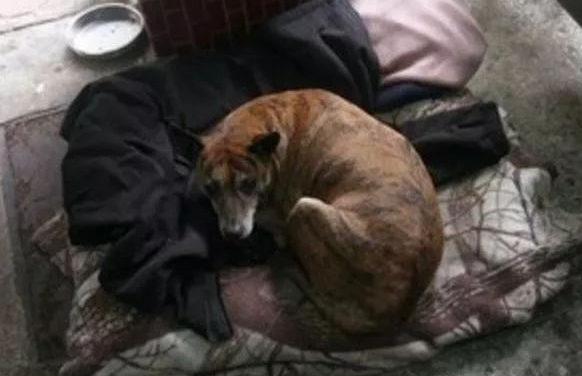 忠心虎斑犬被遗弃四年，从未离开过原地，被领养也不忘旧主人