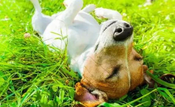 爱与陪伴和宅犬扰邻，上班族养狗难题怎么破