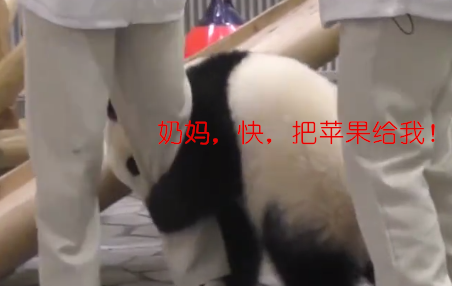 熊猫耍赖不喝奶，奶妈无奈用“绝招”被团子抱腿：喝，撒娇也没用 
