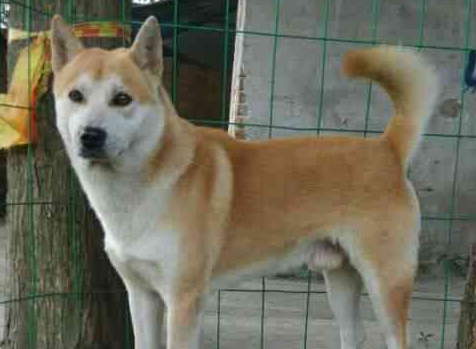 家里养了一只中华田园犬，又帅又好养活，土狗当宠物养最合适！