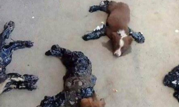 狗狗一动不动的躺在马路中间，路人走进一看，顿时勃然大怒