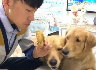 一个鸡腿主人还没尝到味，就被两条狗狗抢走了，连骨头都没剩！ 
