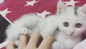 现实版真假孙悟空，捡了一只流浪猫，竟然和家里的猫长得一模一样