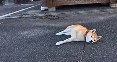 不要带柴犬出家门，出去很容易，回家时能让主人绝望