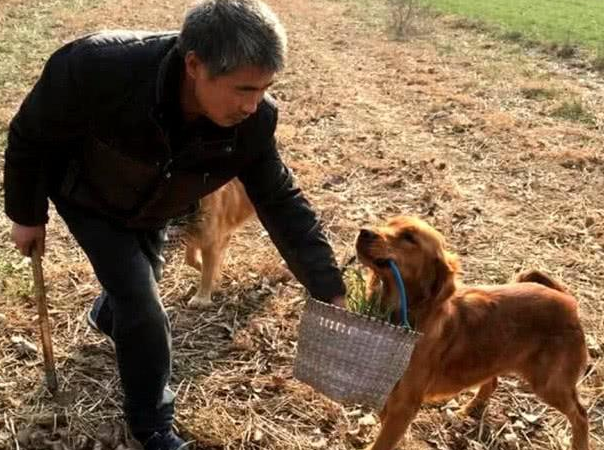 男主人要下地干农活，三只金毛自觉分配了任务，路人一看羡慕无比