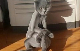 主人给猫咪剃光毛后，隔天去看时有些内疚：咋变忧郁了呢