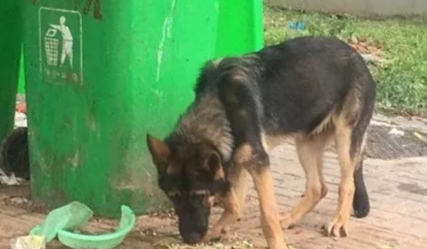 警犬放风时翻垃圾被带走救助，救助夫妻涉“盗窃”被取保候审