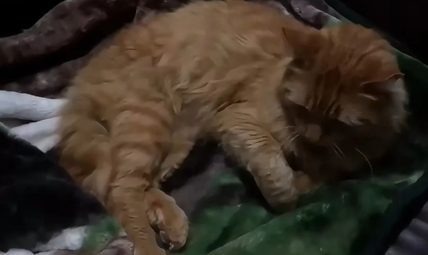 零下30°的夜晚，流浪猫饥寒交迫的去人类家庭讨要食物