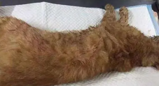 怀孕母猫被困树上 生下小猫全摔死