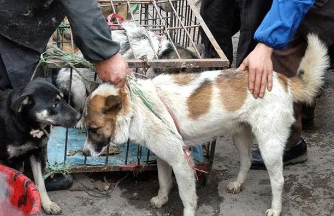 捕狗队员竟然跑到住户家里抓宠物狗解“嘴馋”，事后被拘留