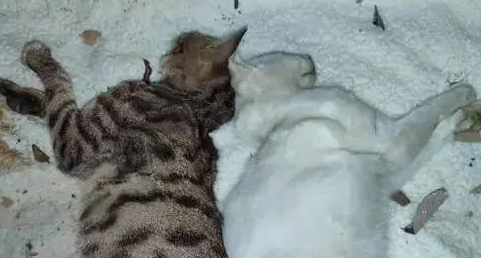 4天7只流浪猫离奇死亡！南宁一小区业主查看视频发现有人…