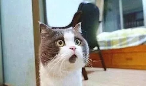 猫咪天生“惊讶脸”，看到真相全被萌翻了