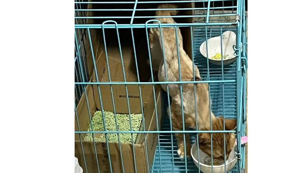 暖哭！爱猫被偷走，铲屎官猛追300公里救出！比死神来得更早的是主人！