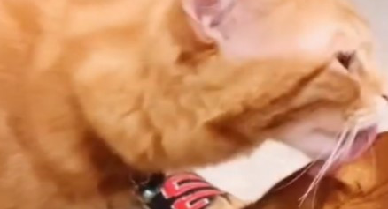 大狗对小橘猫一见钟情，将它当成自己的小孩一样照顾！