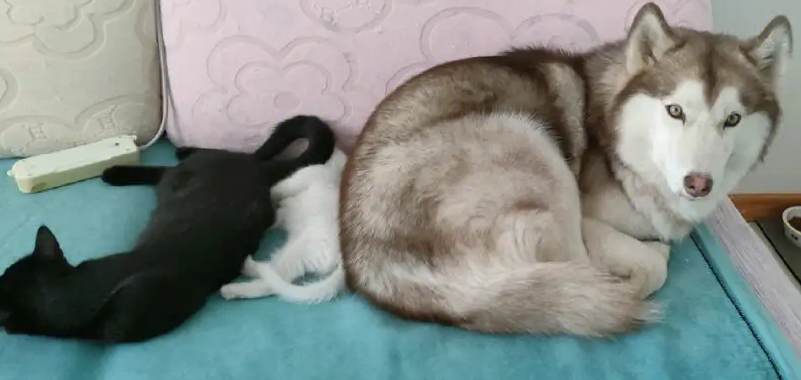 当二哈和猫一起养，二哈性情大变觉得自己也是猫，铲屎官哭笑不得