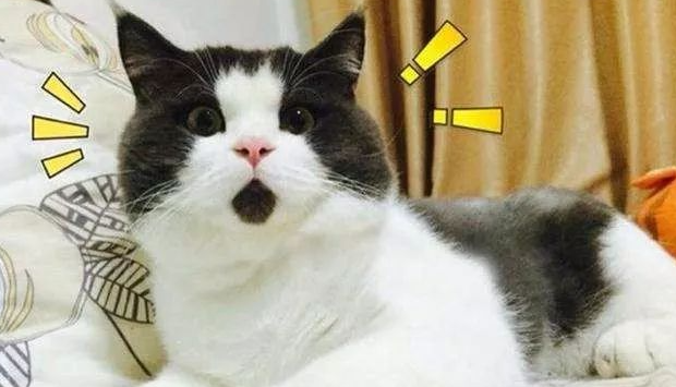 我就不信你没用过它的表情包！爆红网络的“惊讶猫”其实一点也不惊讶