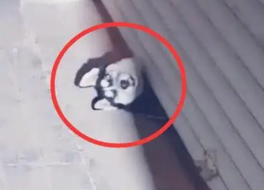 二哈的脑袋被门夹了，主人哭笑不得，网友：这绝对是纯种二哈
