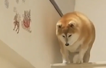 柴犬胖得下楼梯都困难，一蹦一蹦太可爱了，像个小炮弹