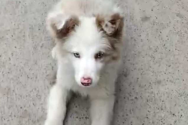 亲身体验，自从养了边境牧羊犬之后……