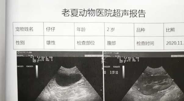 车狗相撞，狗胜，狗主人倒赔4800元，为什么