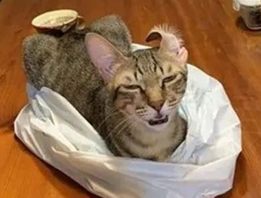 虎斑猫被拍下奇迹崩坏照，网友看了全笑喷！