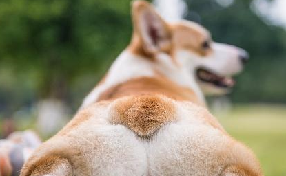 柯基犬守门，主人踢得球一颗没进，路人笑喷：最强守门基！