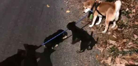 柴犬遭社会狗截道，这是什么凶残的黑恶势力啊！ 