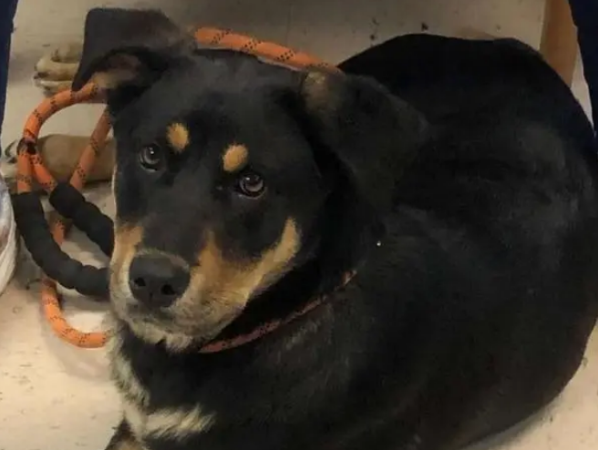 17岁无家少年忍痛送走爱犬，可狗狗仍坚定守门口等他，幸好结局暖