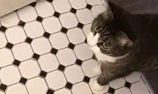 网友家的猫咪超级喜欢玩水，后来居然连马桶都不放过……