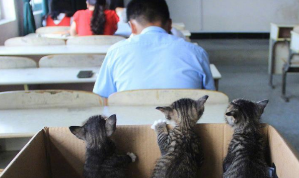 田园猫在大学教室产崽，与学生们成为亲密朋友，上课从不打扰！