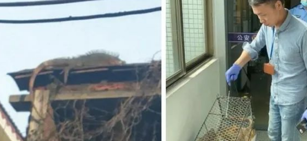 1米2长的蜥蜴闯入村民家中，民警耗时两小时锁喉拿捏！爬友：这很难评。