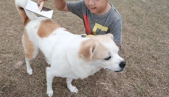 提高养狗成本，可以减少狗患