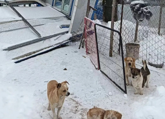 紧急求助！暴雪来袭，狗舍被压塌，基地严重缺粮，我们真的好饿，救救我们吧！