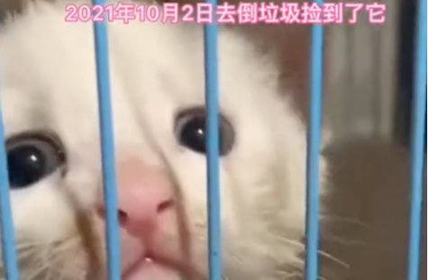猫咪总把狗揍得邦邦响，最后为救狗子失去生命…