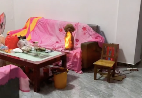 网友以为屋内的狗身上着火了，吓了一身的冷汗，知道原因后太好笑